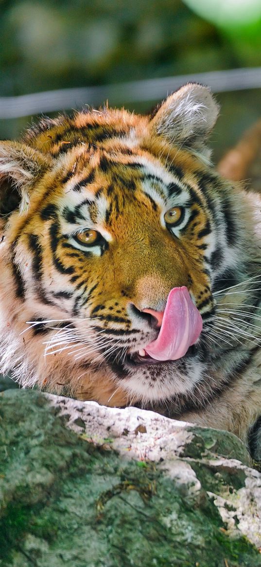 tiger, licking, big cat, tongue, lie