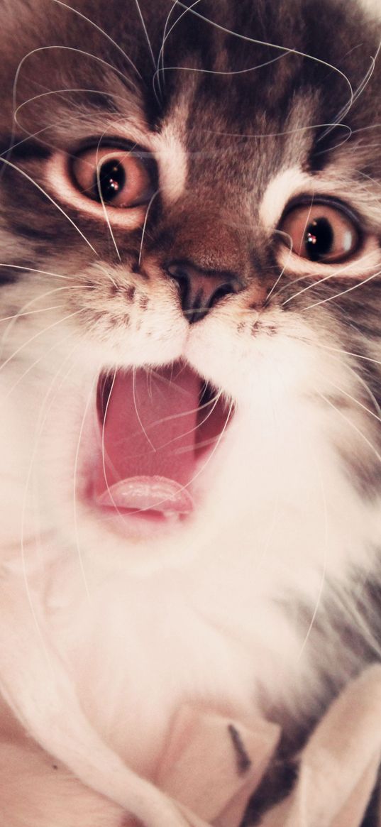 kitten, face, mouth open, fluffy