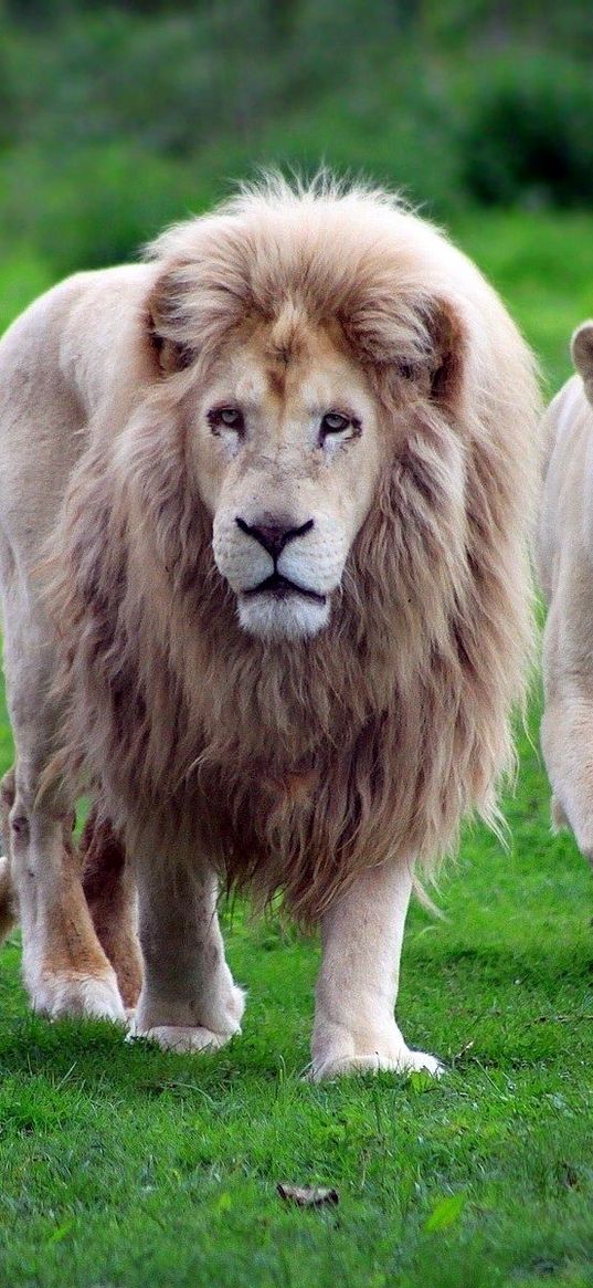 lions, family, grass, walk, predators