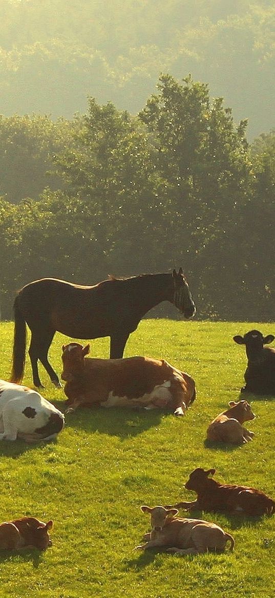 cows, horses, grass, night, trees, lie down, herd