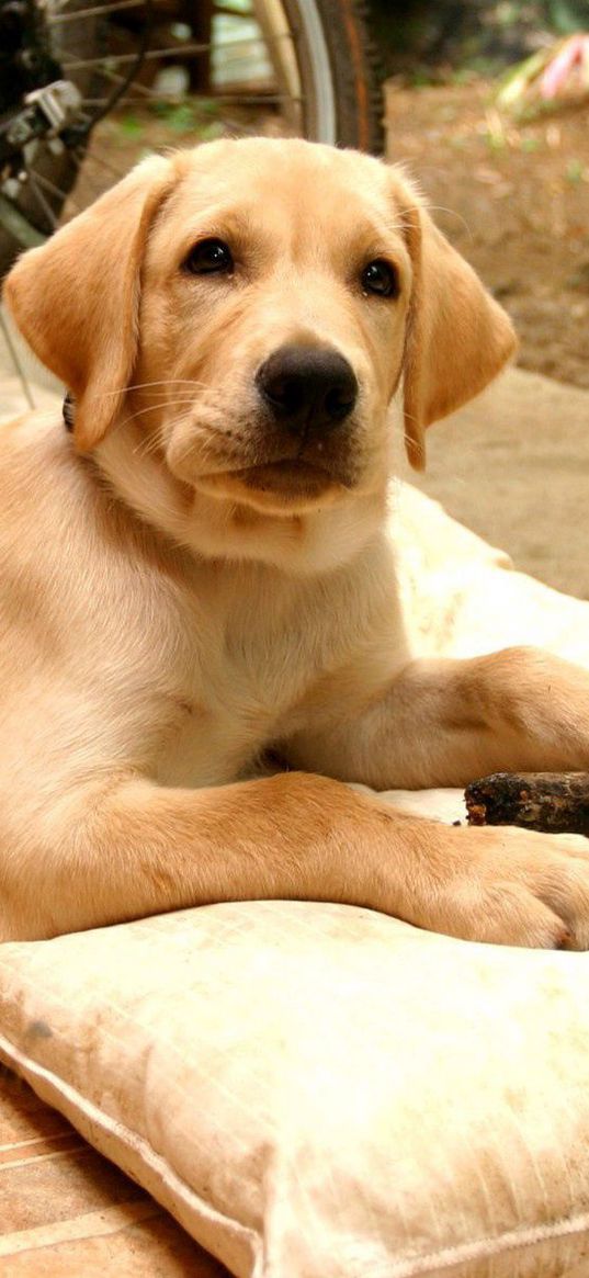 puppy, labrador, down, pillow