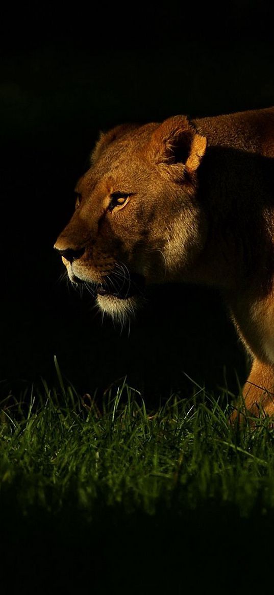 lion, shadow, dark, grass, walking, hunting, predator