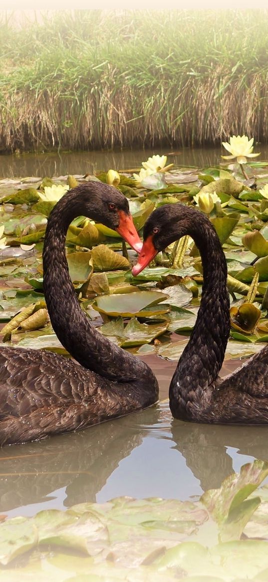 swans, lake, water lilies, pair, faithfulness, birds