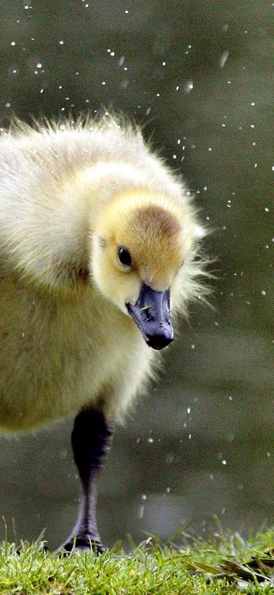 duckling, chick, swan, grass