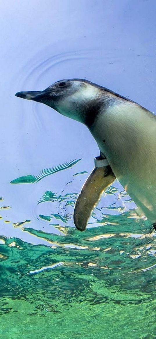 penguin, swim, water, rocks