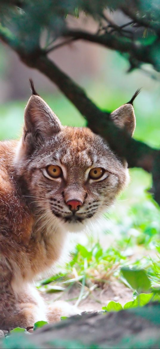 lynx, predator, lying down, tree, big cat