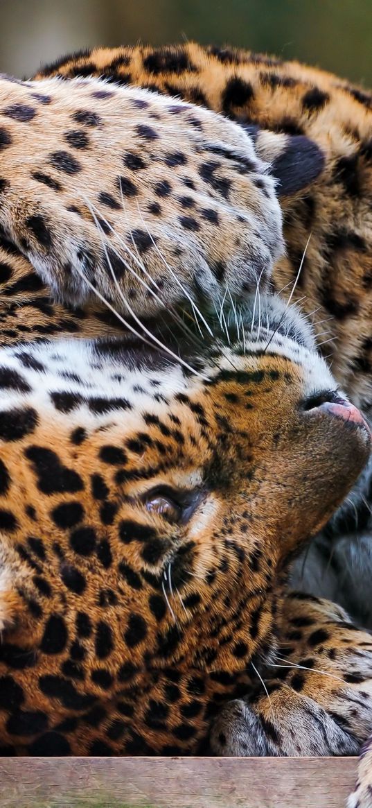 leopards, couple, playful, predators