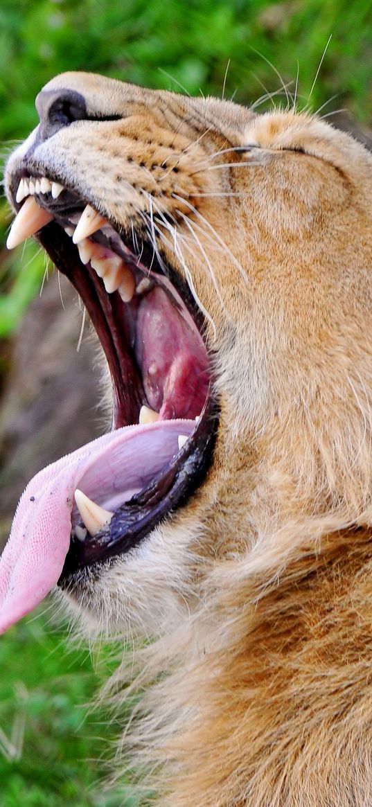 lion, face, teeth, profile, protruding tongue, screaming, aggression, predator