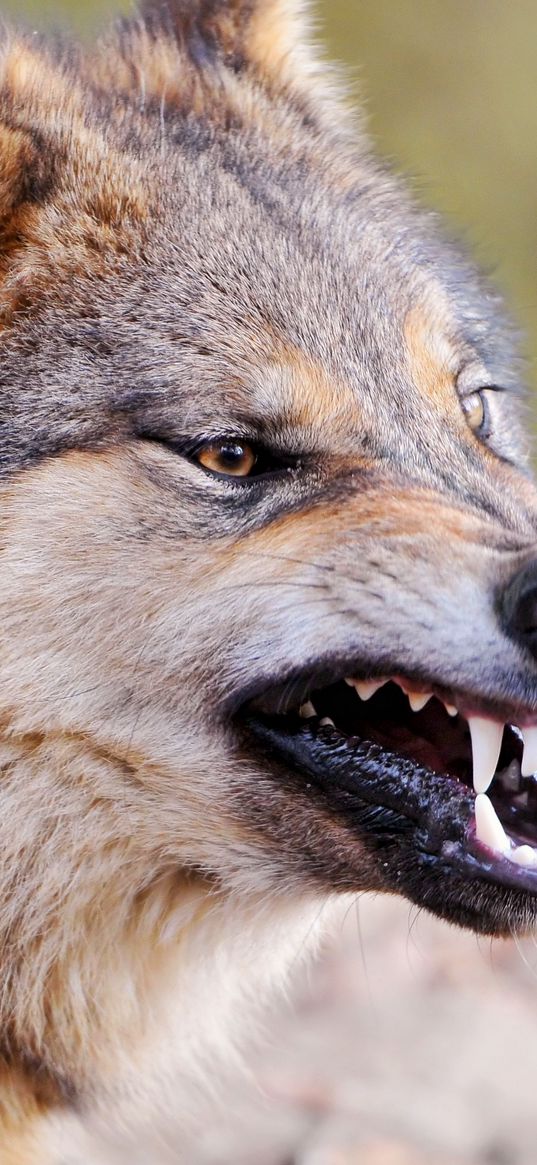 wolf, face, teeth, aggression, predator