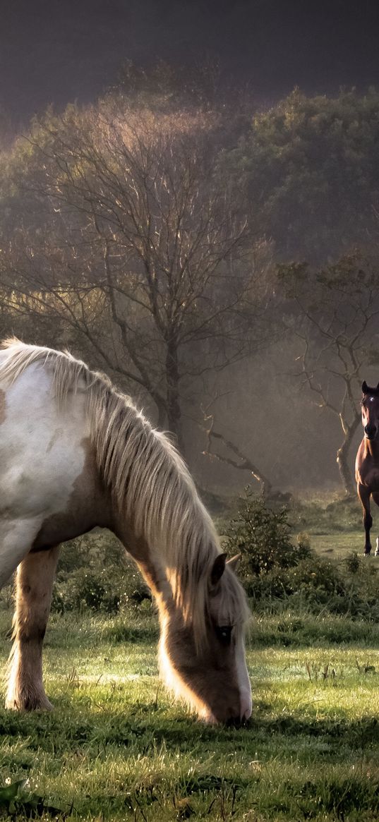 horses, grass, couple, walking, eating, trees