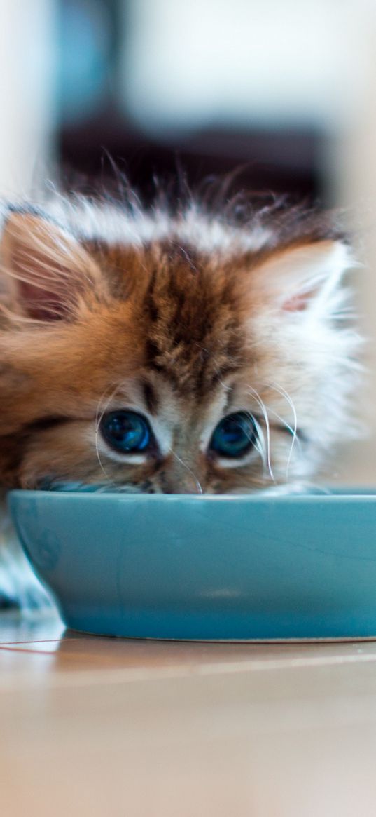 kitten, bowl, milk, drink, fluffy