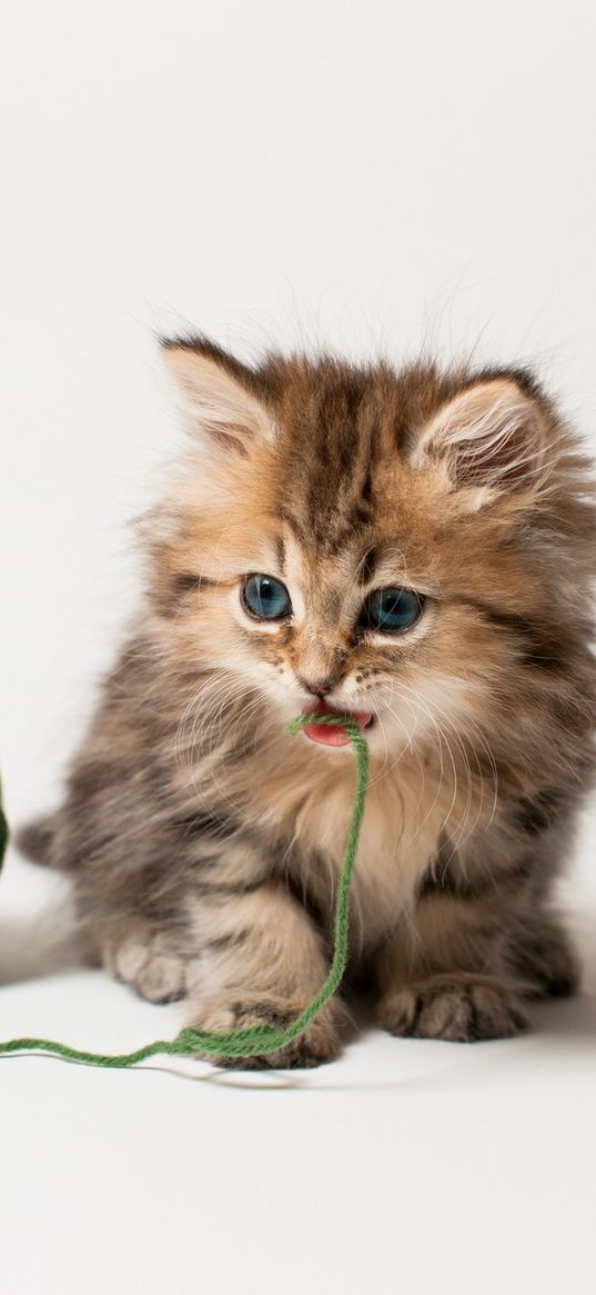 kitten, ball, thread, playful, kid, fluffy