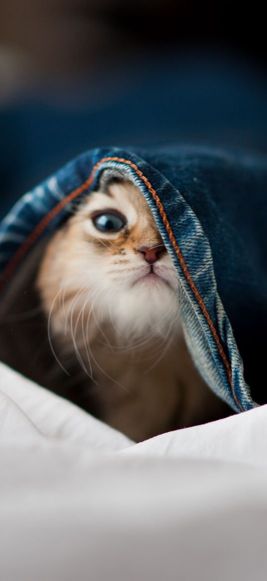 kitten, face, jeans, playful, peek