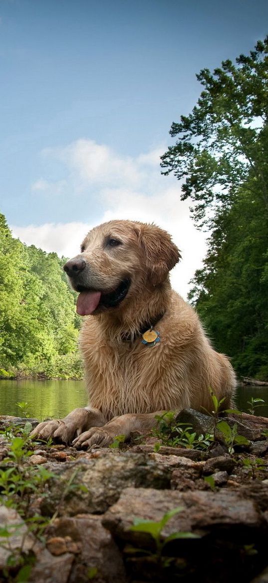 dogs, wet, lake, river, trees, grass, rocks, mud