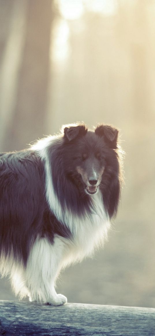 dog, fluffy, fog, colored, timber