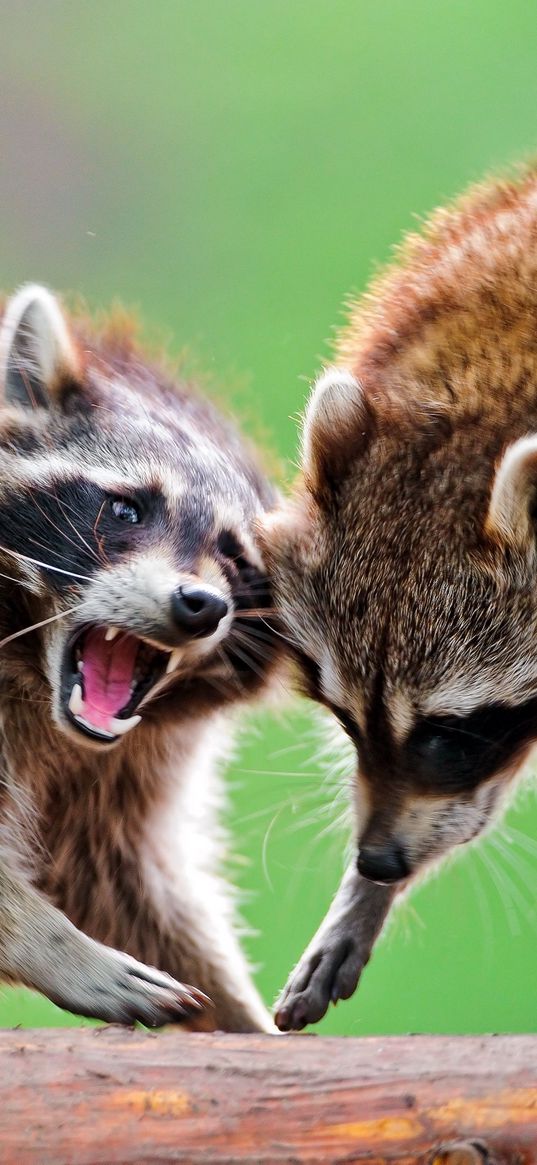 raccoons, couple, fight, open mouth