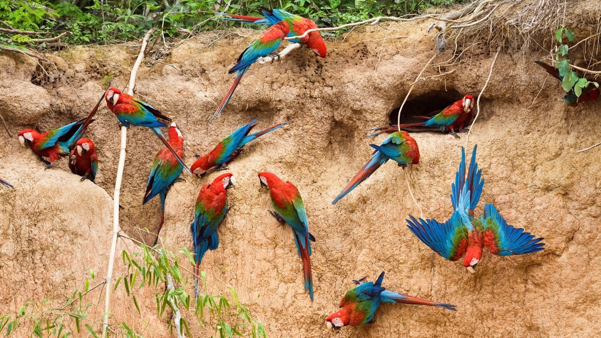 parrots, wall, house, flying, birds, flock