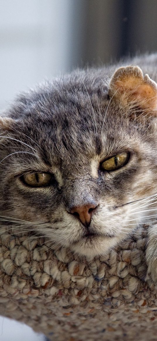 cat, face, old, sad