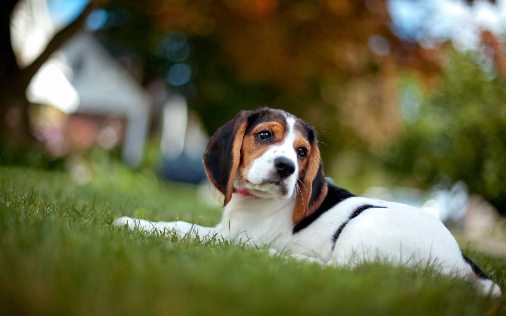 beagle, puppy, snout, grass