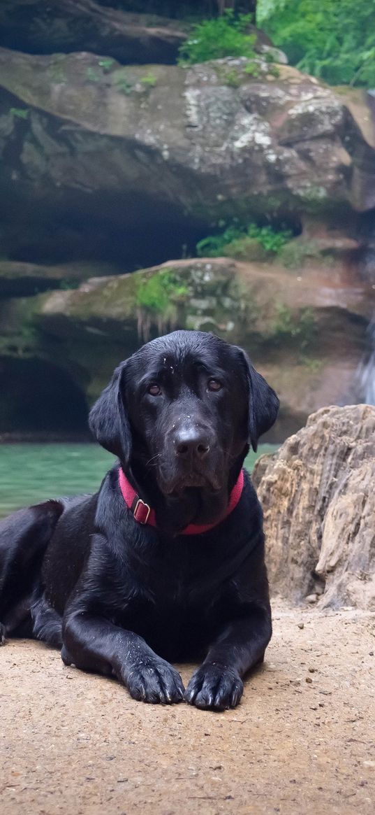 dog, labrador, black, down, sand, waterfall