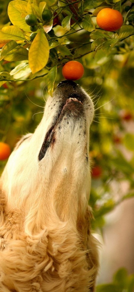 dog, tangerines, branch, curiosity, muzzle