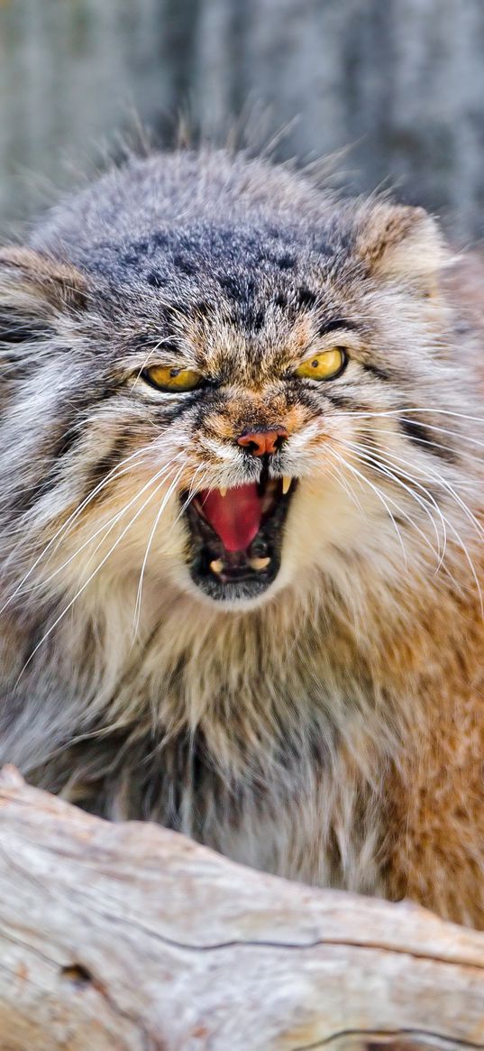 manul, branch, sit, aggression, teeth