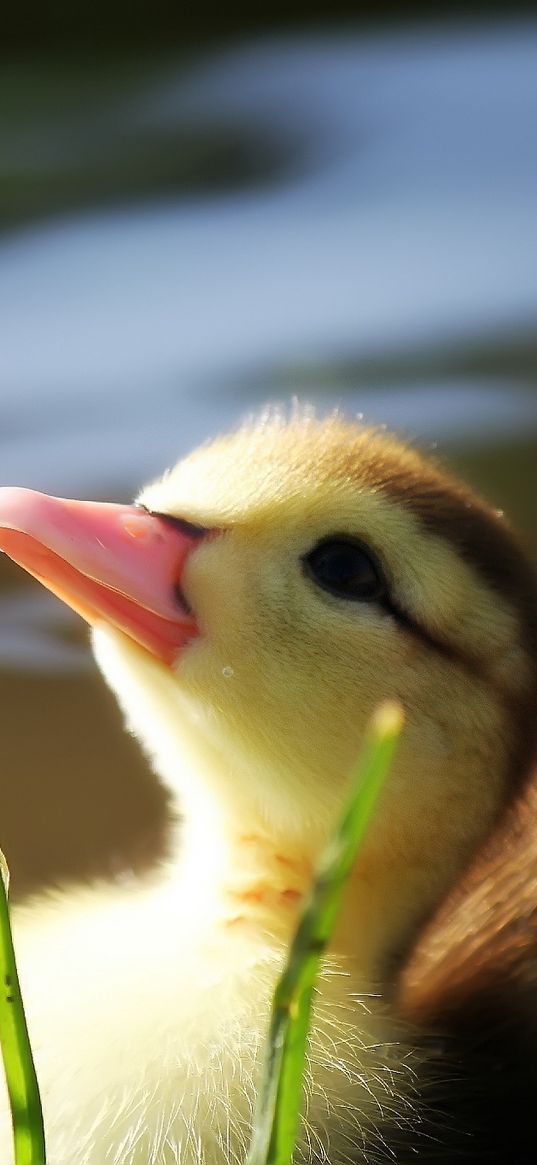 duckling, twigs, grass, baby