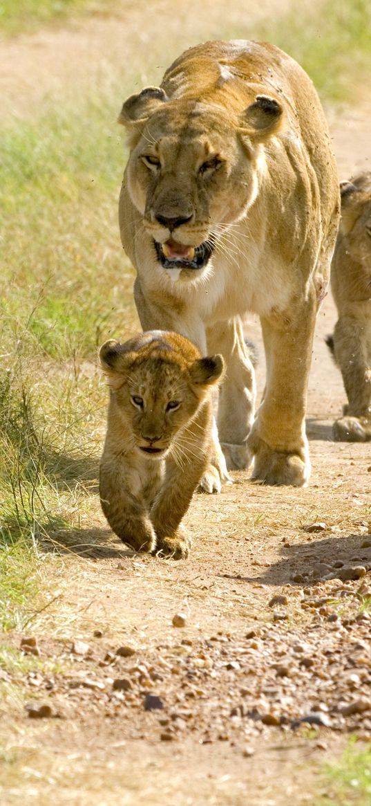 lions, lion cubs, cubs, walks