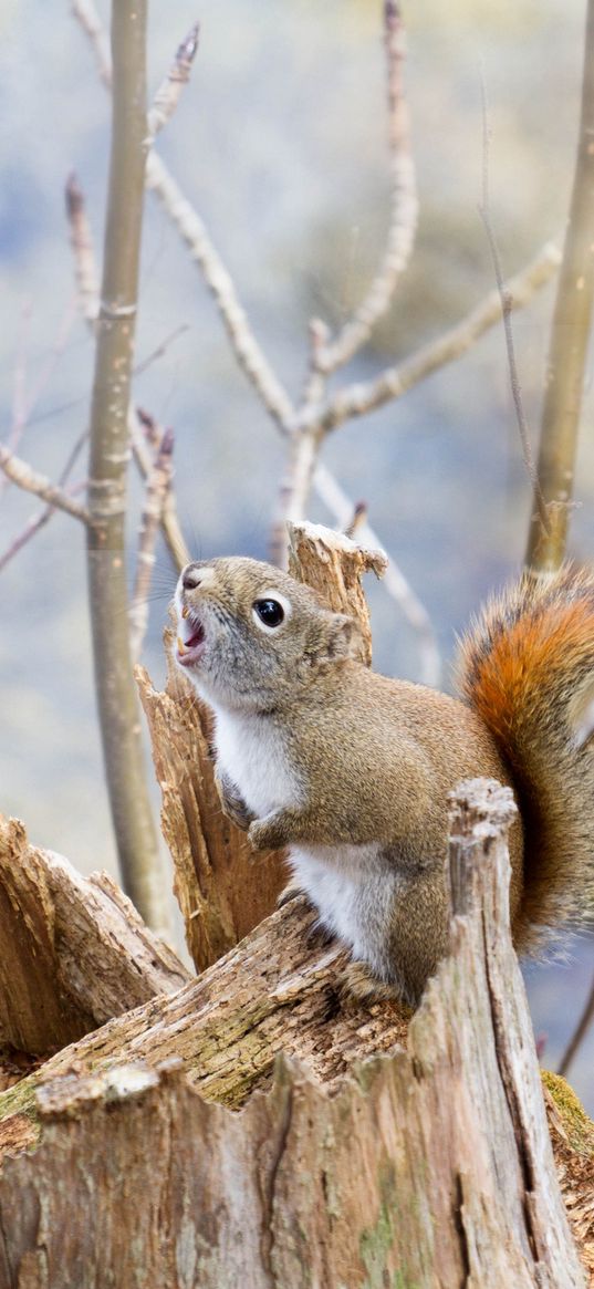 squirrel, timber, bark, branches, climbing