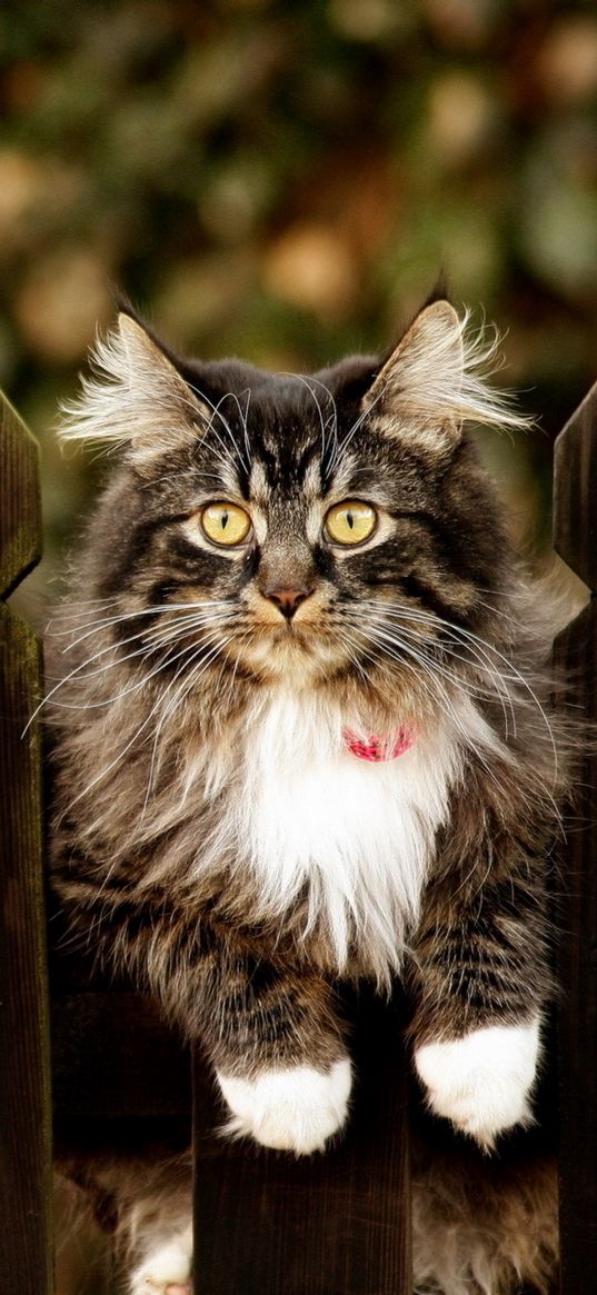 cat, furry, fence sitting, dog collar