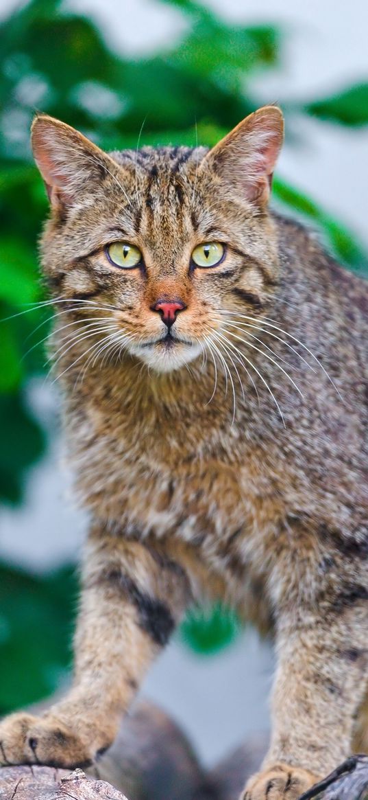 cat, climbing, striped, old