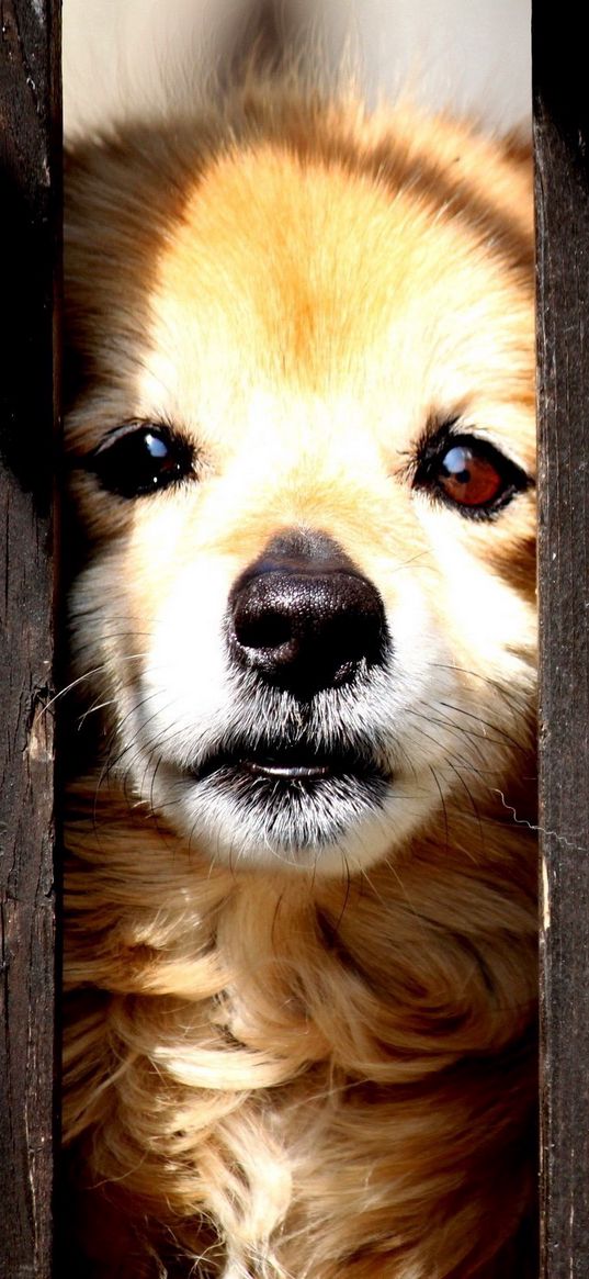 puppy, look out, fence, baby