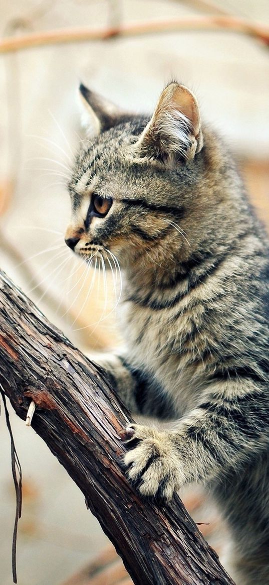 kitten, tree, climbing, branches, wet