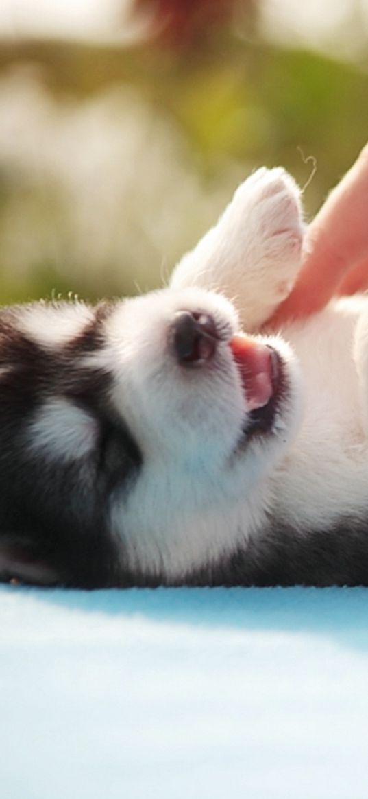 puppy, arm, playful, down, spotted