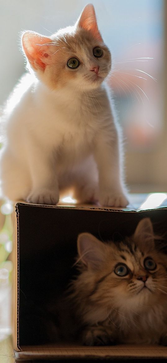 kitten, plants, portrait, climbing