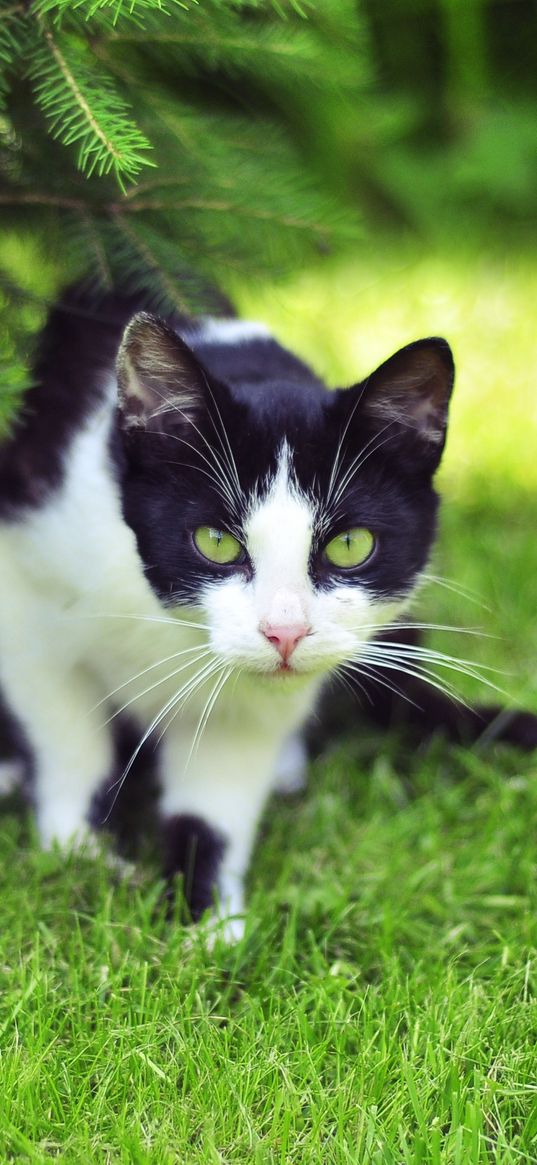 cat, grass, climbing, hunting