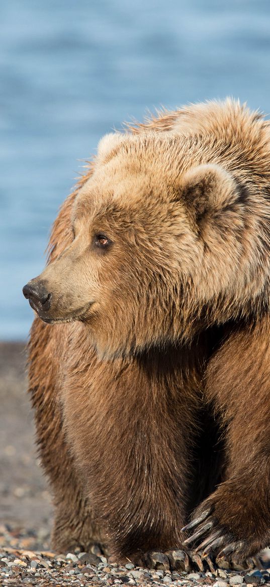 bear, shore, walk, shadow