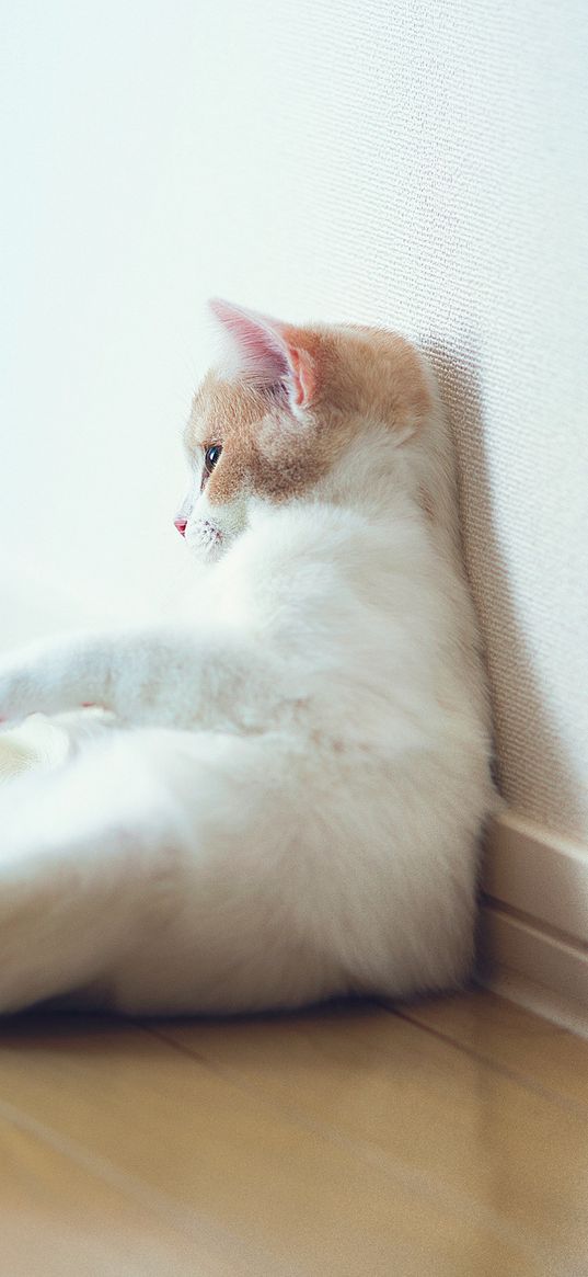 cat, sitting, thick, wall