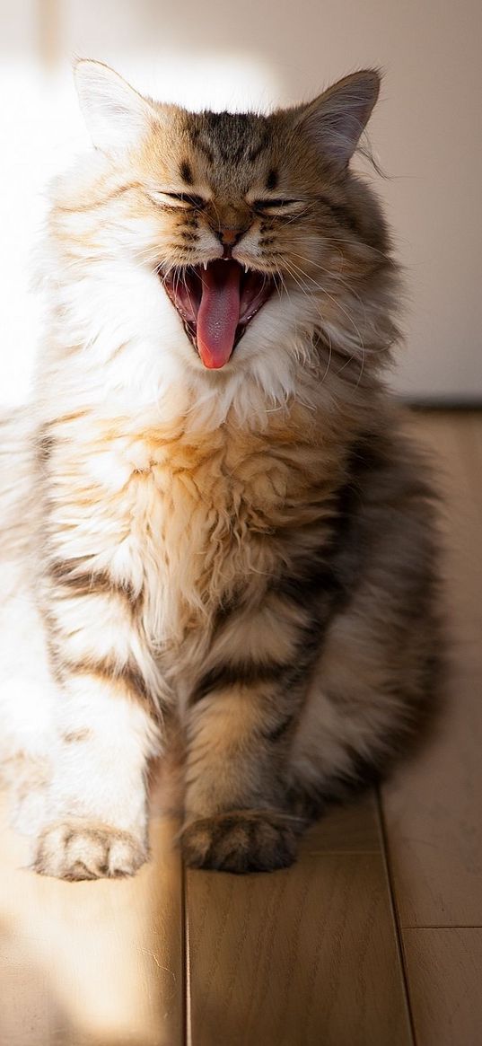 cat, yawn, open mouth, parquet, fluffy