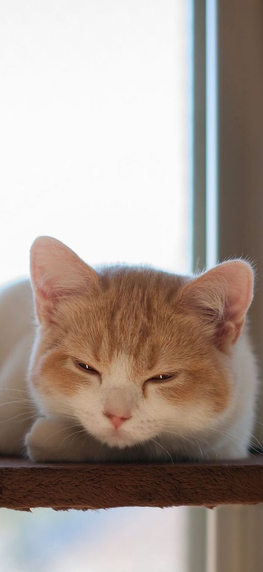 cat, shelf, lie, look