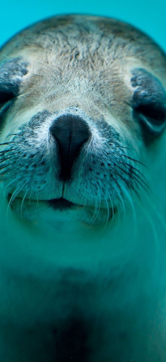 seal, face, eyes, sea animal