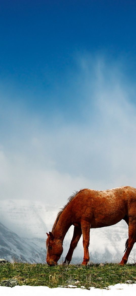 horse, mountains, snow, peaks, sky, fog, walk