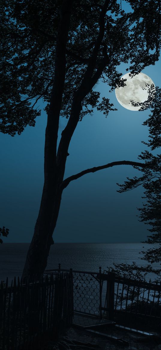 tree, moon, sea, view, night