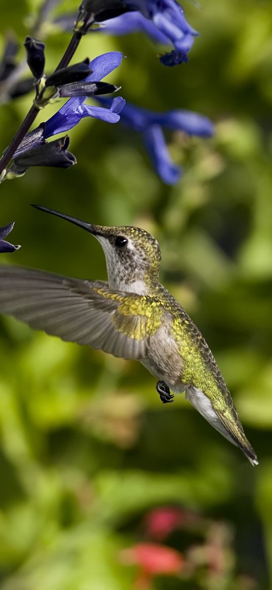 hummingbird, bird, flight, flowers, sweep, wings