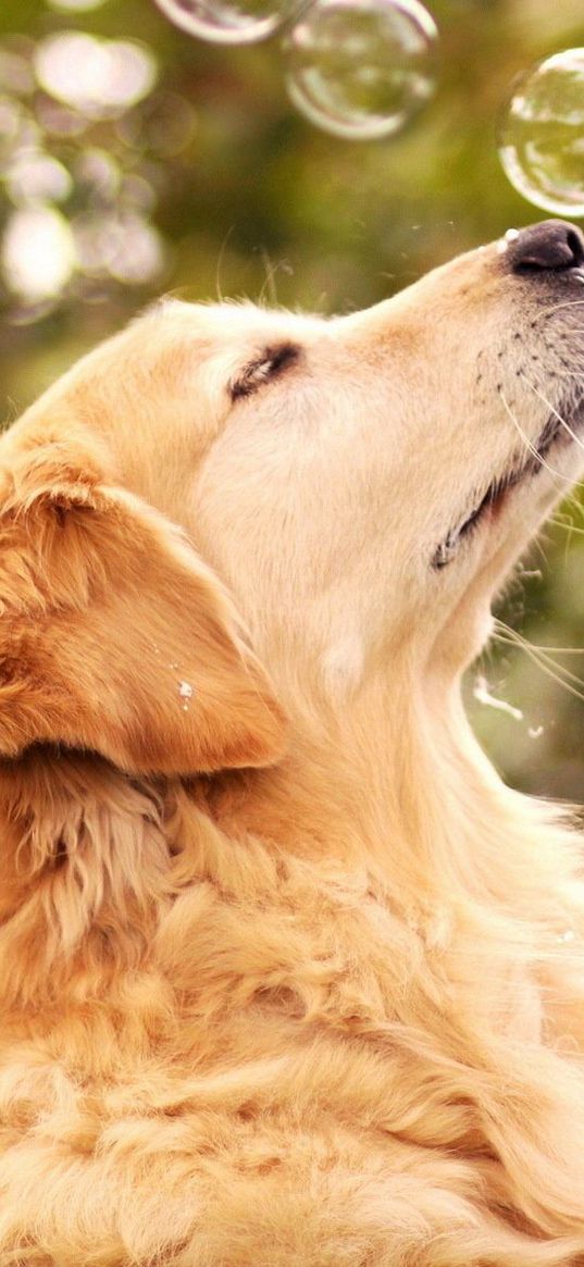 dog, bubbles, blur, muzzle, profile