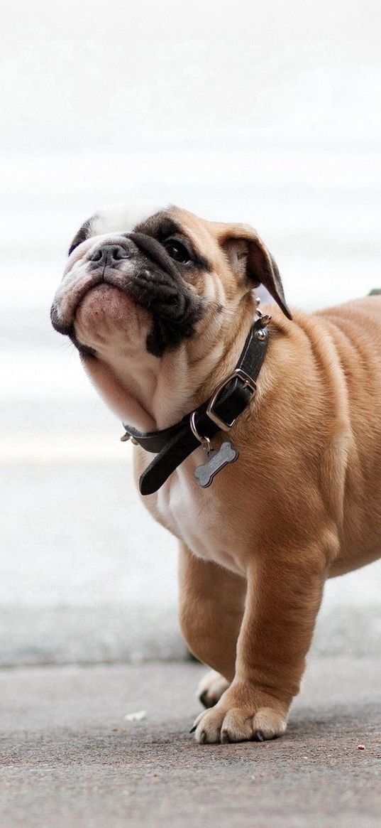 dog, bulldog, dog collar, walk