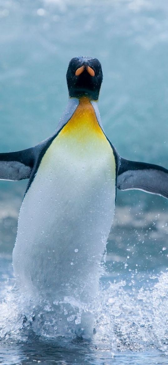 penguin, bird, spray, wave