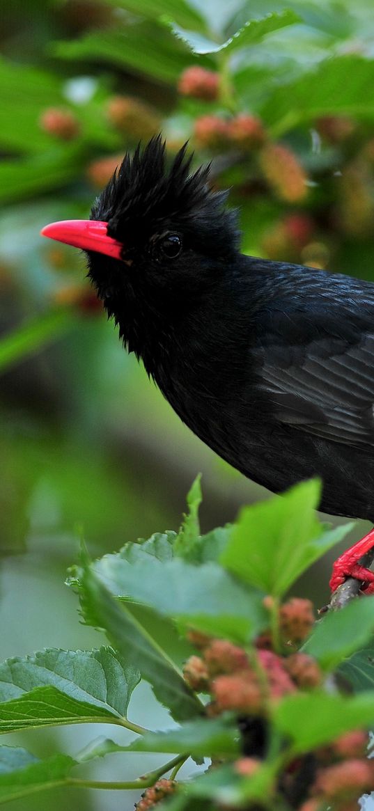 bird, crest, leaves