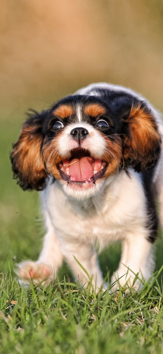 puppy, grass, running, jumping