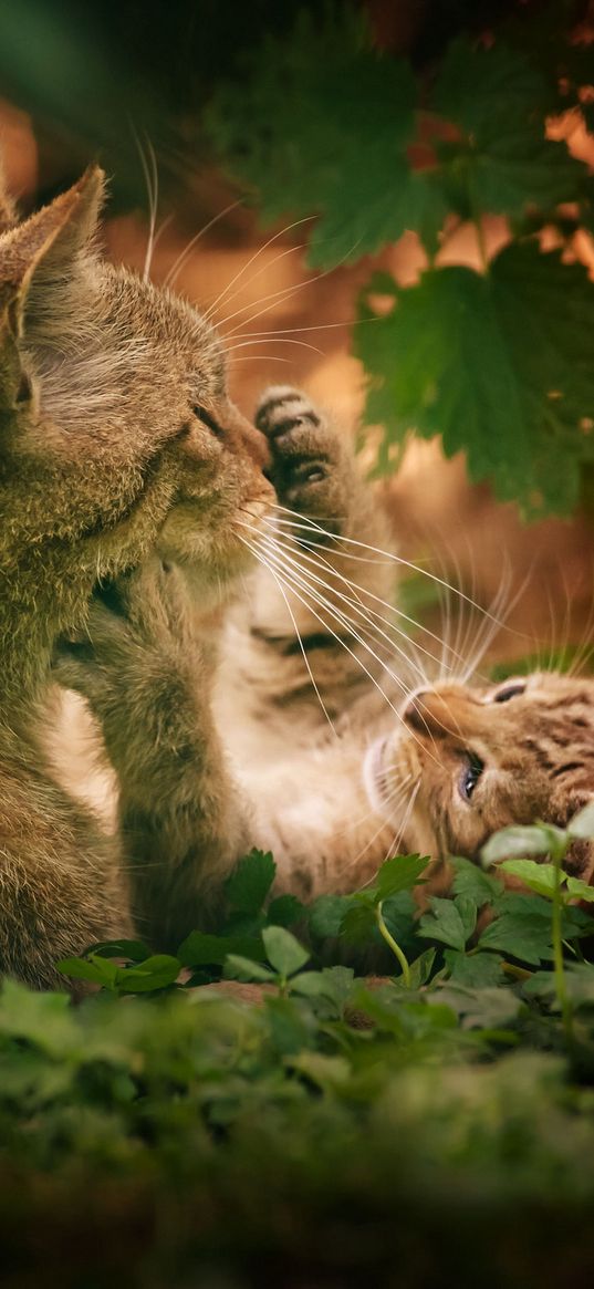 cats, couple, grass, playful